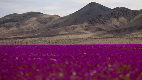 A Floral Marvel: The Atacama Desert Blooms