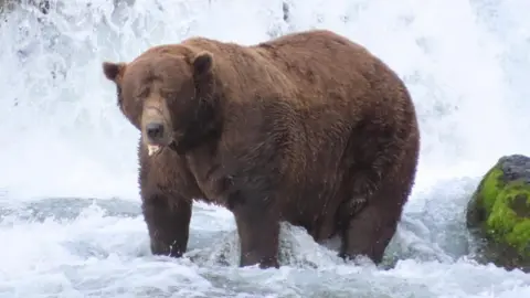 Chunk the Resilient Bear Wins Fat Bear Week 2025