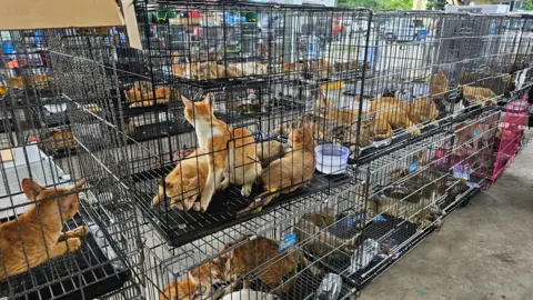 Hundreds of Cats Stolen for Meat in Vietnam Are Rescued by Police and Welfare Group