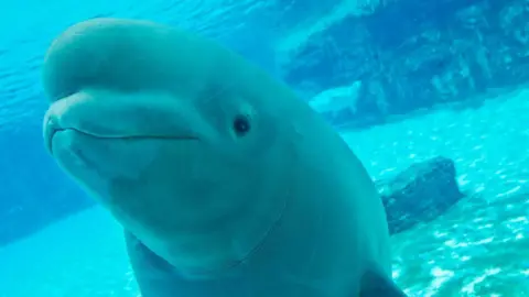 Marineland's Disturbing Threat to Euthanize 30 Beluga Whales