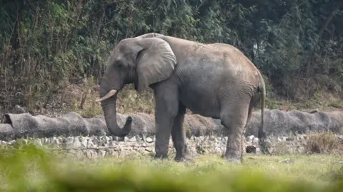 The Tragic Tale of Shankar: Delhi's Lonely African Elephant