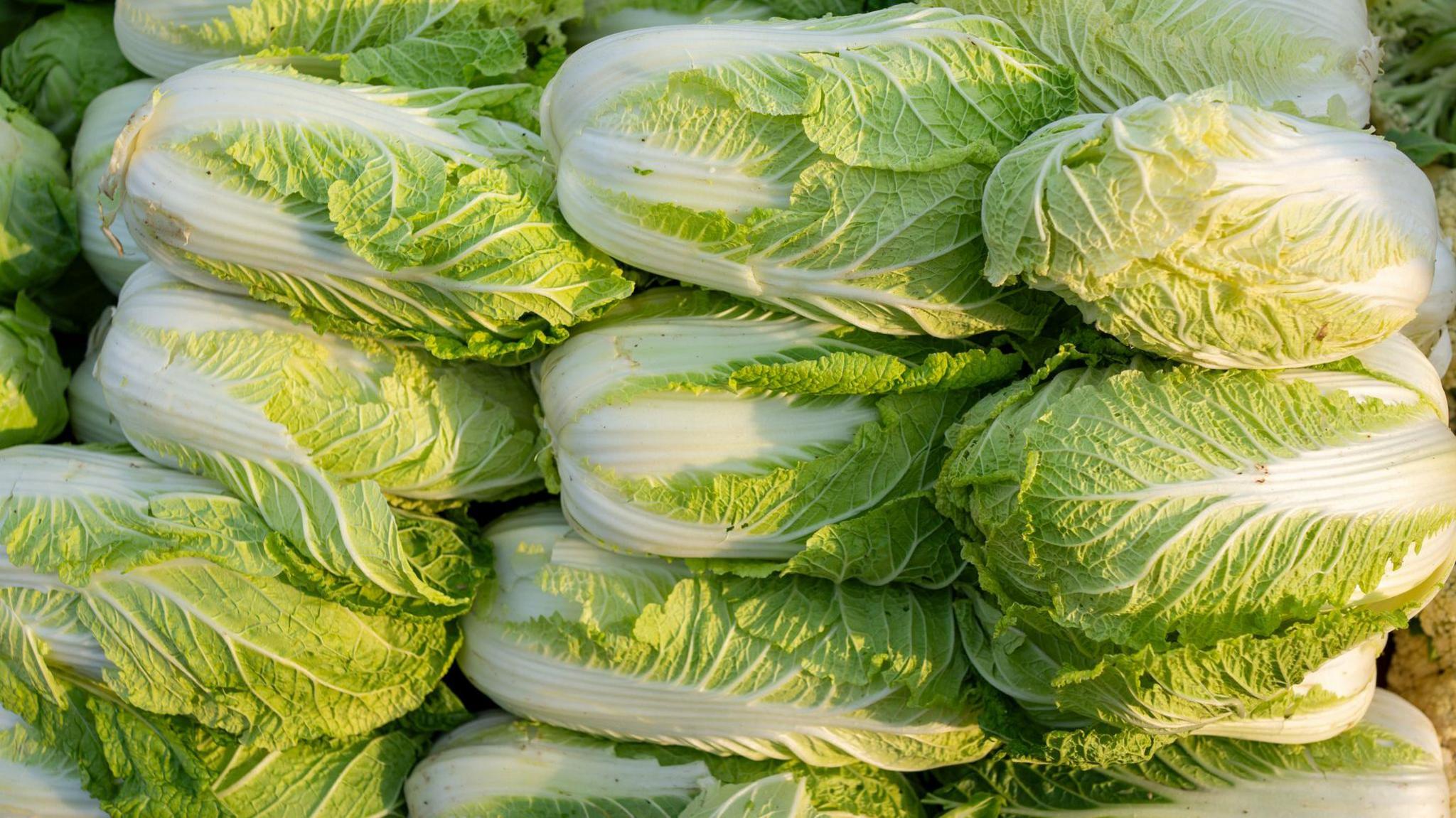 China Investigates Formaldehyde Use in Cabbage Freshness