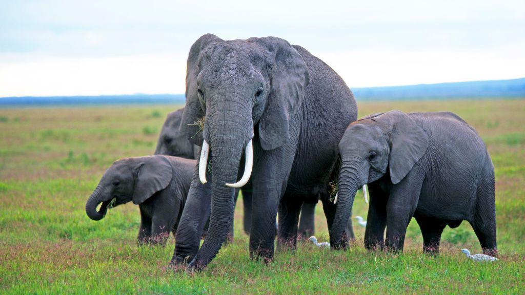 Elephant deaths in Kenya spark debate over pesticide use