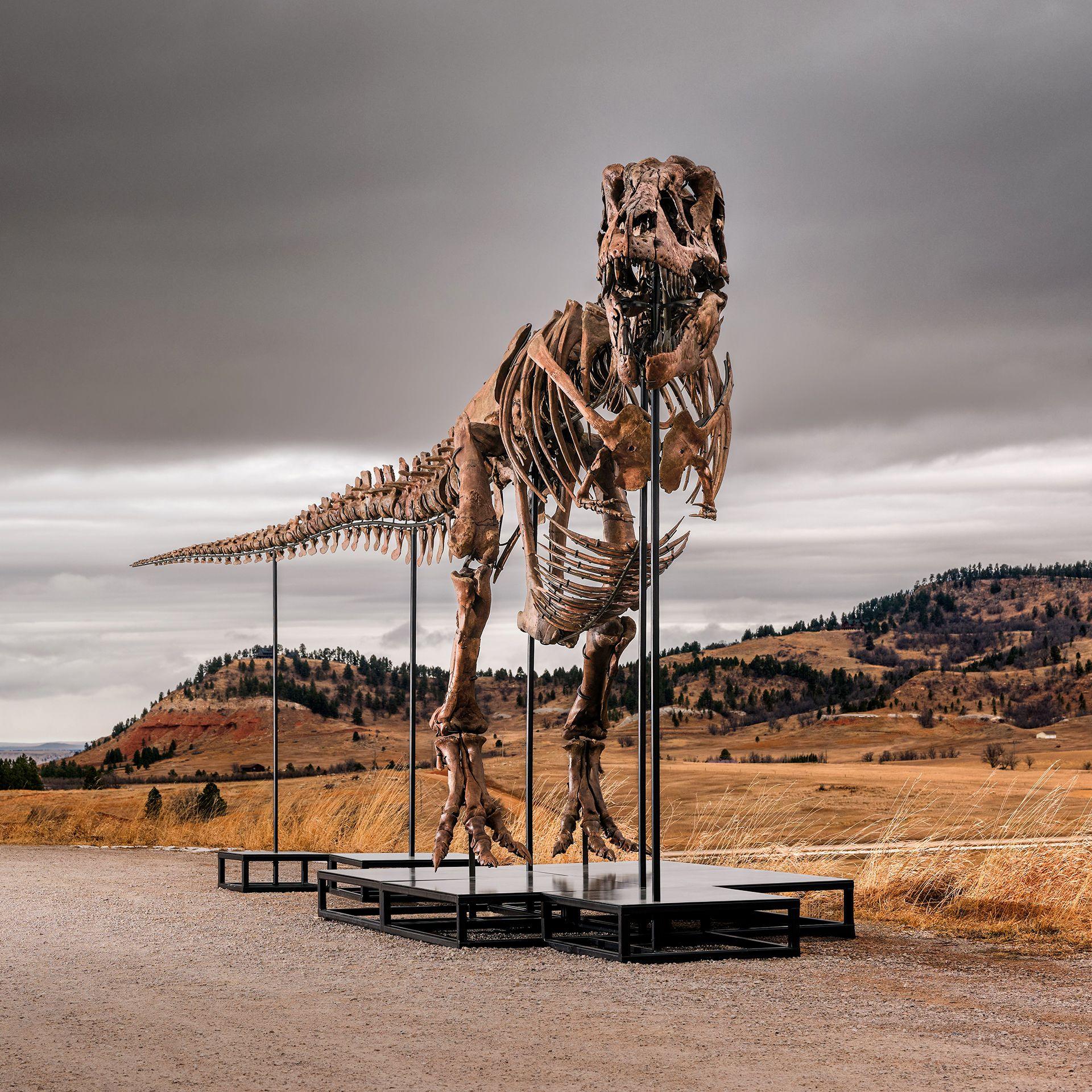 T. rex ‘Gus’ Could Break Auction Records, Sparking a Debate Over Dinosaurs as Art or Science