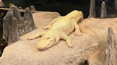 San Francisco Bids Farewell to Beloved Albino Alligator Claude