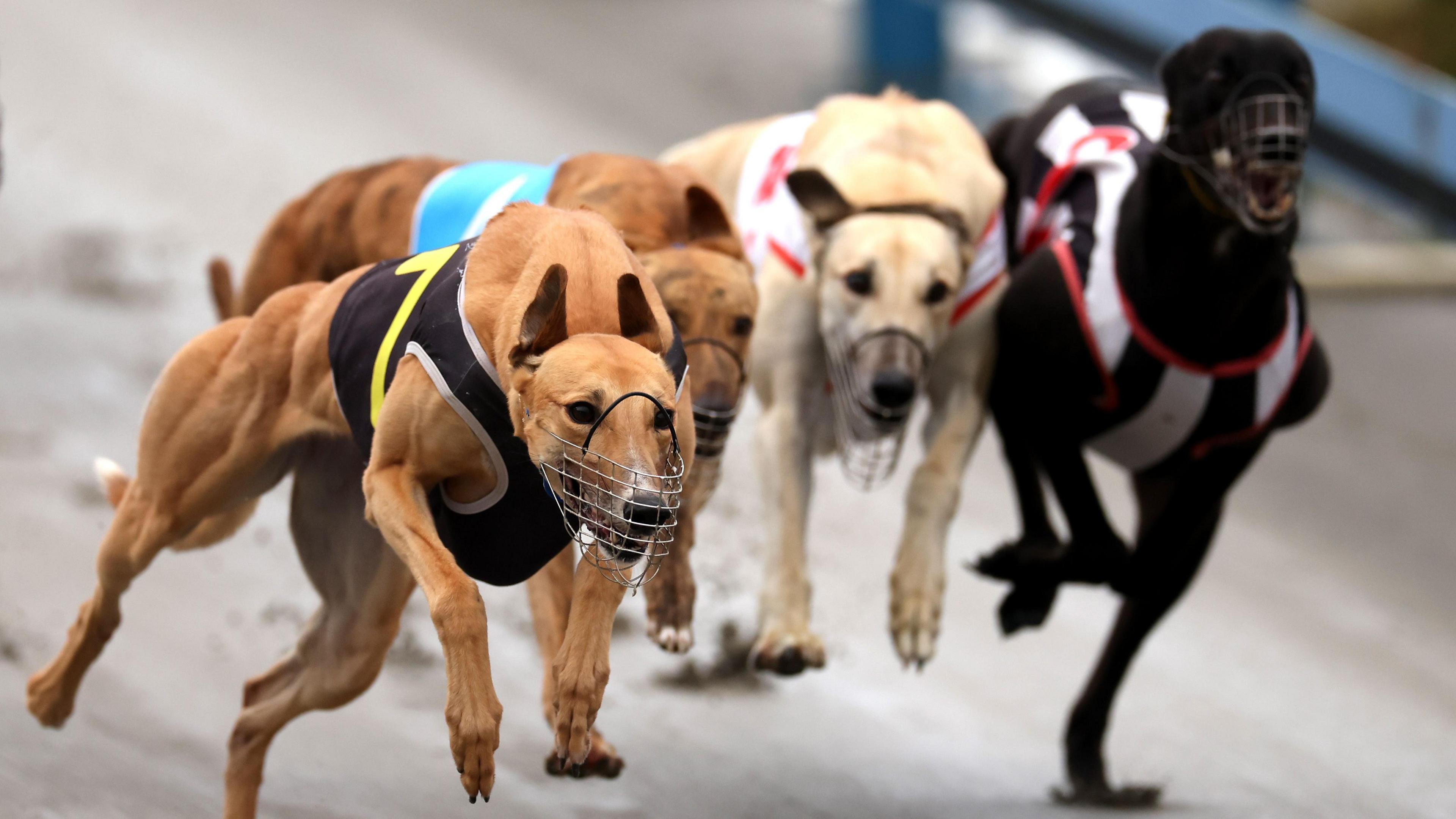 Greyhound Racing Exodus: New Zealand Bans the Sport, Dogs Fly to Australia