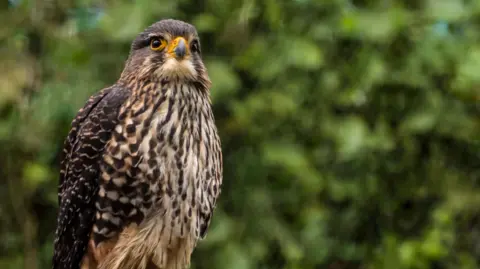 New Zealand Falcon Wins Bird of the Year Amid Conservation Concerns