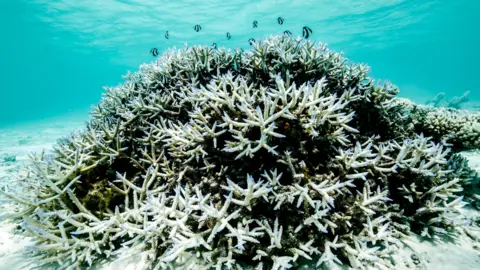 Great Barrier Reef Faces Grim Future but Hope Remains