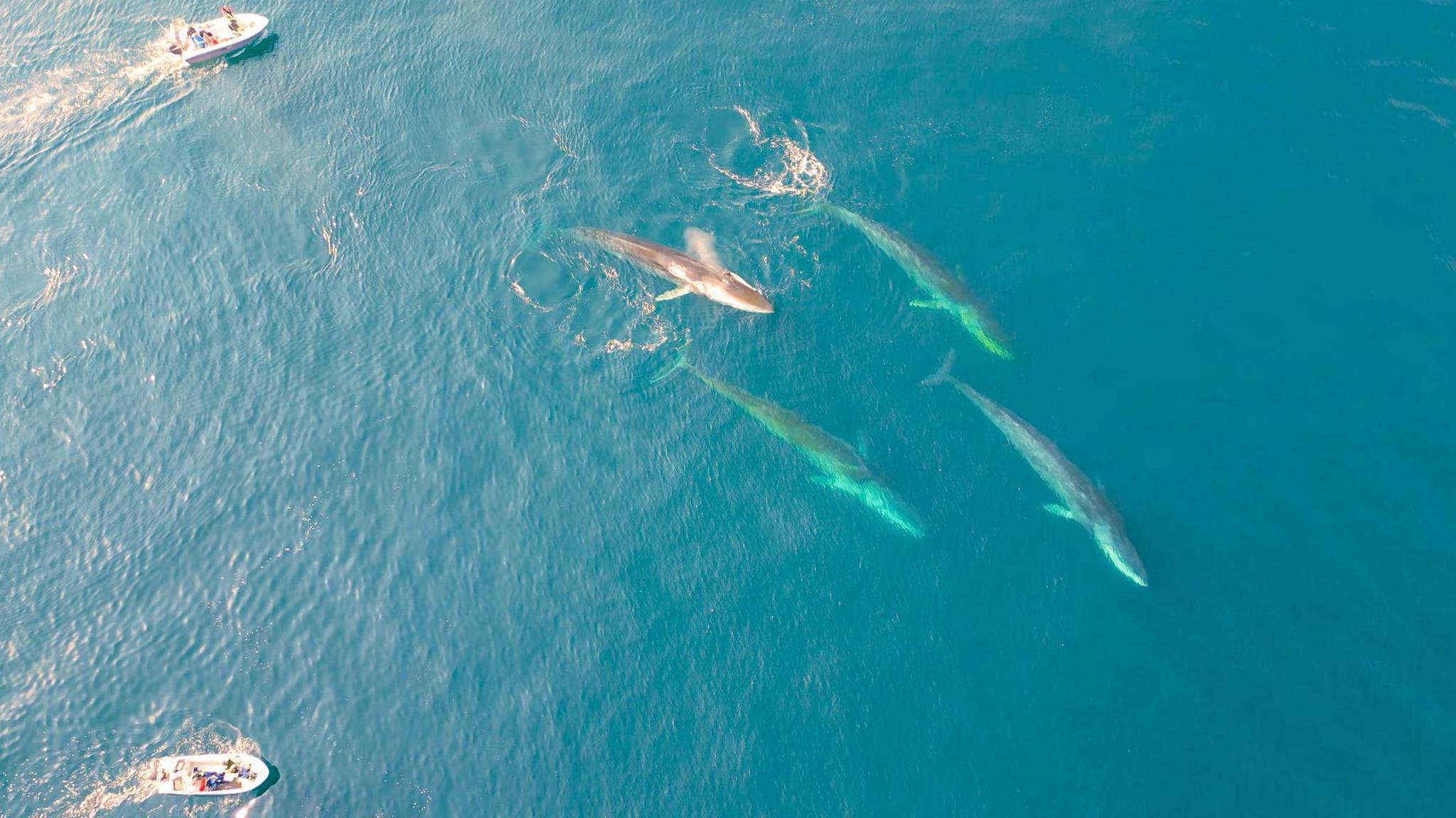 Baleen Whales Return to East Greenland as Ice Vanishes