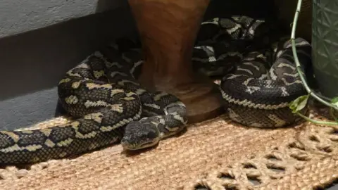 Awakening to a Snake: Australian Woman's Shocking Bedtime Encounter