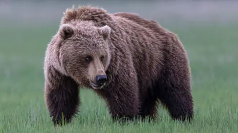 Furious Grizzly Bear Attacks School Group in Canada, Leaving 11 Injured