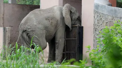 Tragic End for Delhi's Last African Elephant: Shankar Dies from Virus