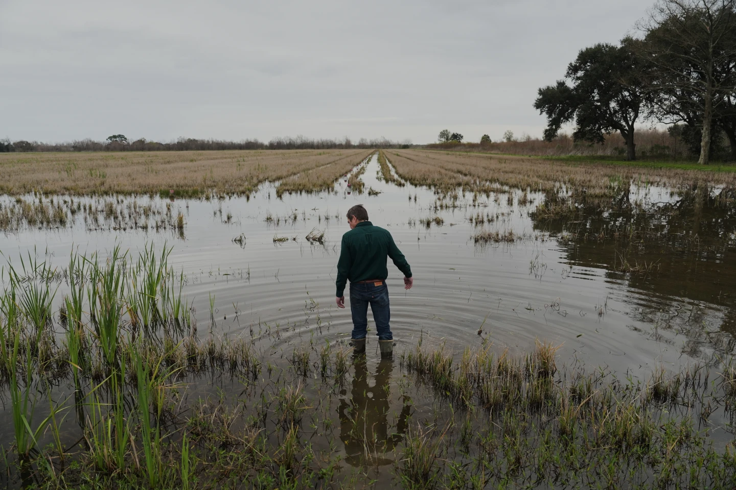 Invasive Snail Crisis Disrupts Louisiana's Rice and Crawfish Farmers