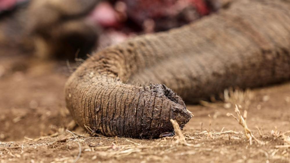 Kenya Arrests Four in Probe of Elephant Poisoning
