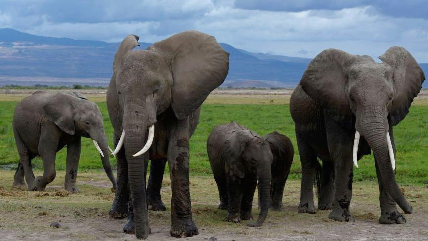 Elephant Tragedy: 15 Killed by Poisoned Tomatoes in Kenya’s Amboseli