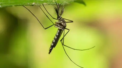 For the First Time, Mosquitoes Found in Iceland Following Record Heat