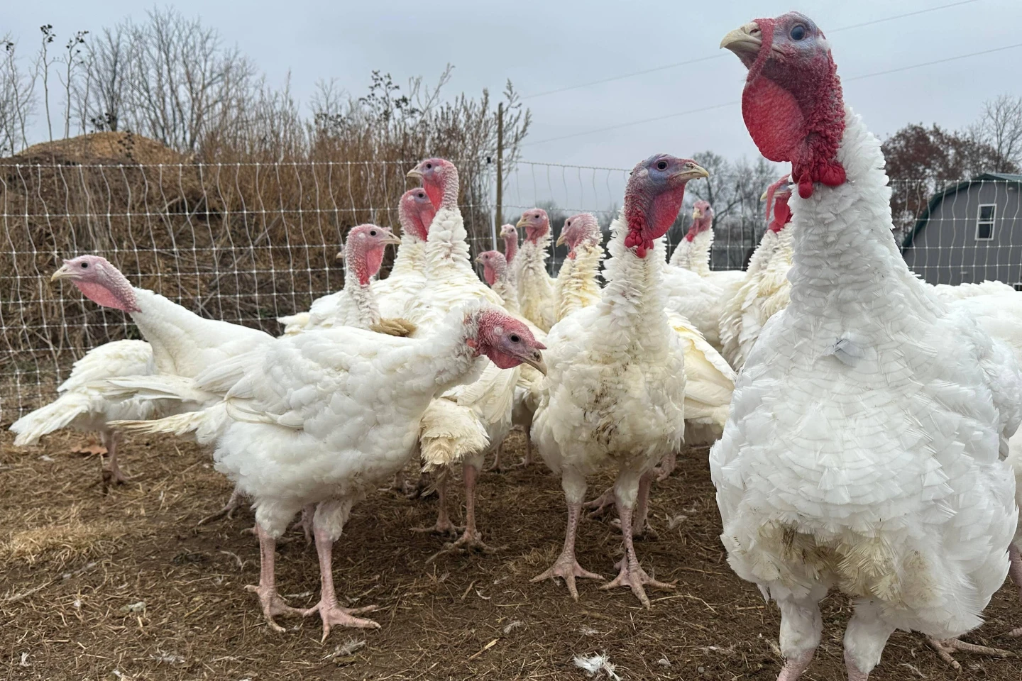 Thanksgiving Turkeys: Prices Soar Amidst Nationwide Shortage and Disease Outbreaks