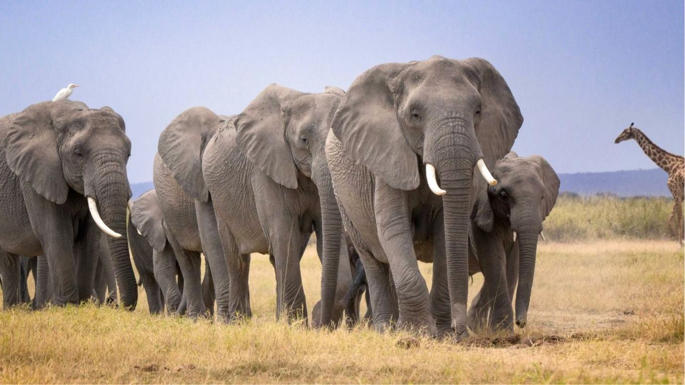 14 Elephants Found Dead Near Amboseli Park Prompt Golden Investigation