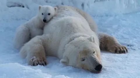 Surprising Adaptation: Norwegian Polar Bears Thrive Despite Sea Ice Loss