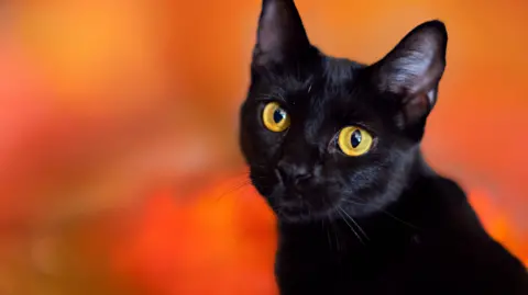 Terrassa's Black Cat Adoption Ban for Halloween: A Protective Measure