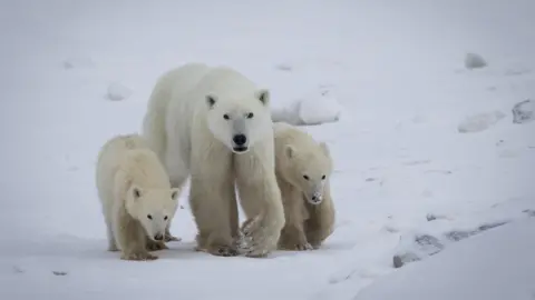 Unusual Nurturing: Polar Bear Mother Adopts Another Cub
