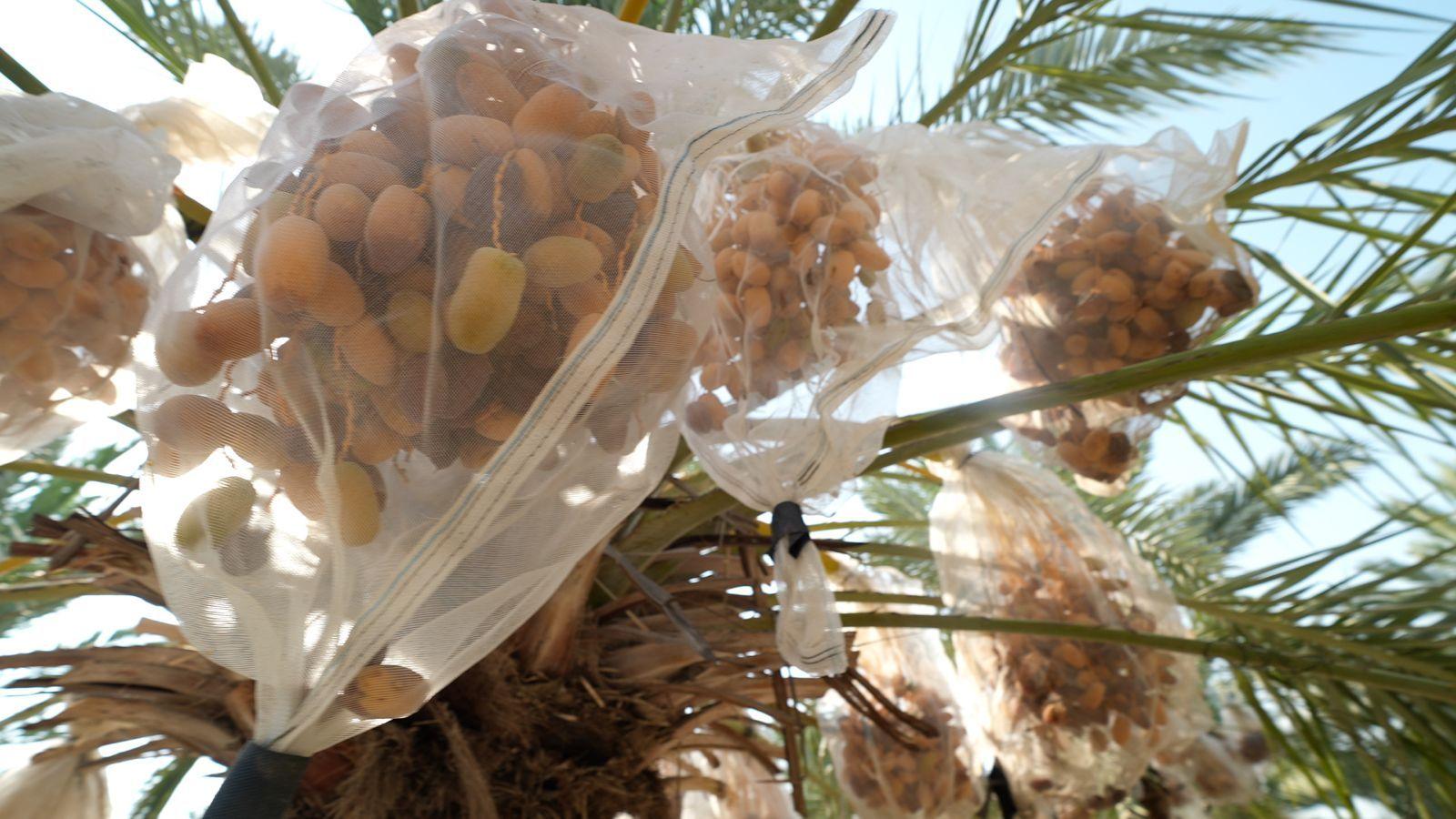 UK Bans Settlement Goods, Sentiment Swings Between Jordan Valley Farmers
