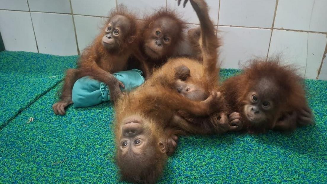 Five Baby Orangutans Discovered in Odisha Forest Set Off Smuggling Investigation