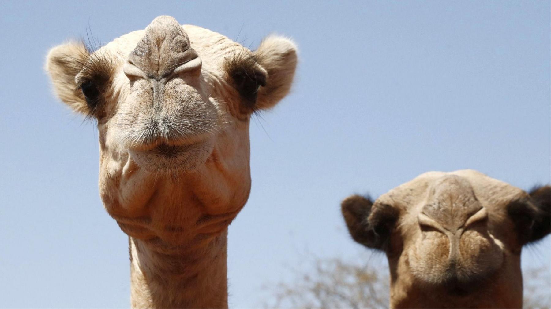 Desert Sentinels Under Siege: Camels Face Rising Heat in Africa