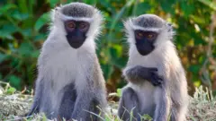 Monkeys on the Run: St. Louis Officials Seek Vervet Monkeys After Four-Day Search